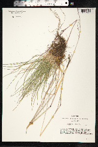 Festuca rubra image