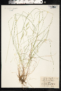 Festuca rubra image