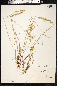 Festuca rubra image