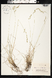 Festuca rubra image