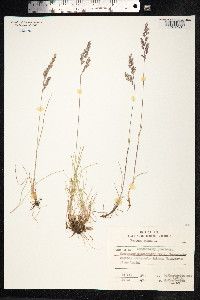 Festuca rubra image