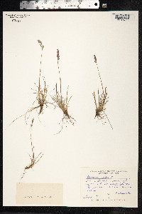 Festuca rubra image
