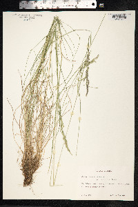 Festuca rubra image