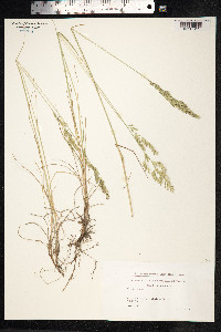 Festuca rubra image