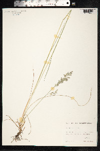 Festuca rubra image