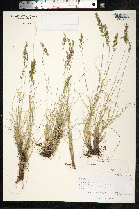 Festuca rubra image