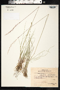 Festuca rubra image