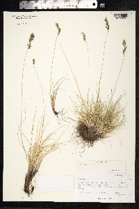 Festuca rubra image