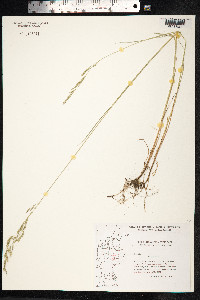 Festuca rubra image