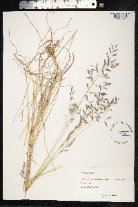 Festuca rubra image