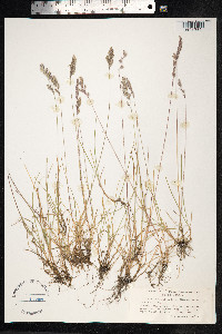 Festuca rubra image