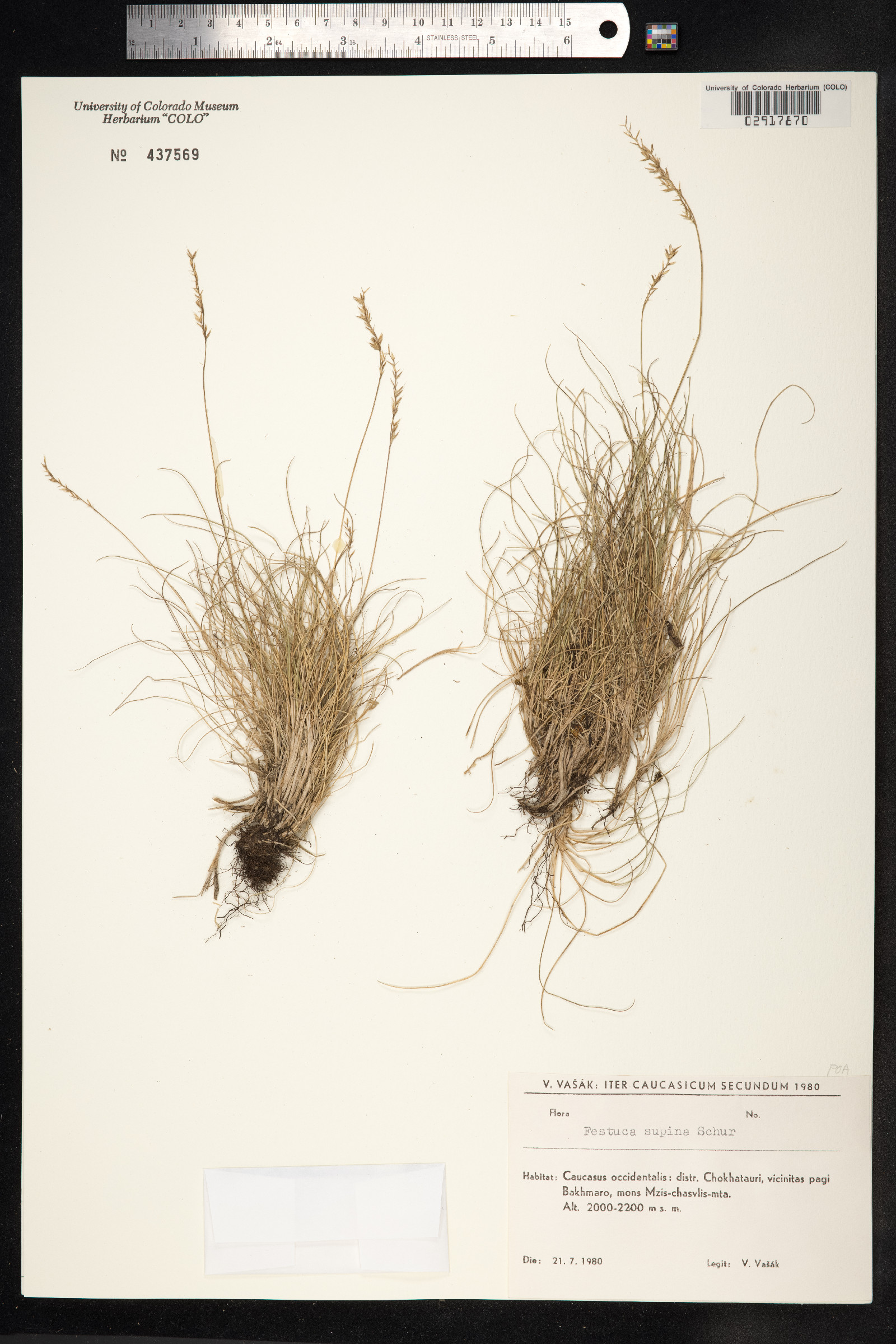 Festuca viviparoidea image