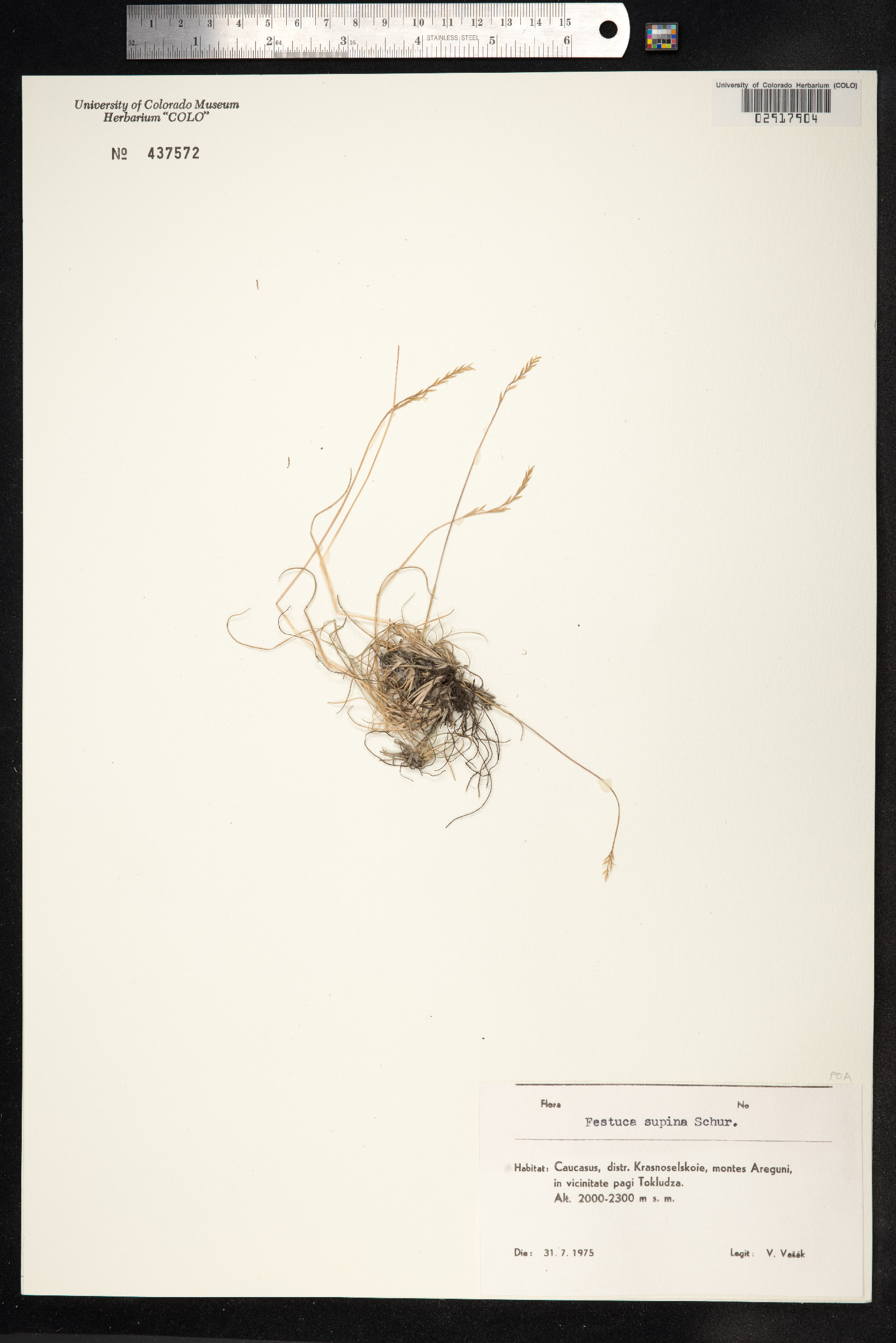 Festuca viviparoidea image