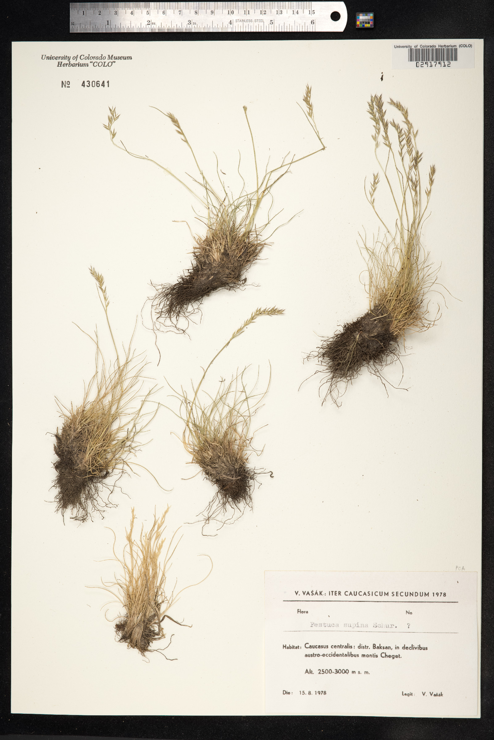 Festuca viviparoidea image