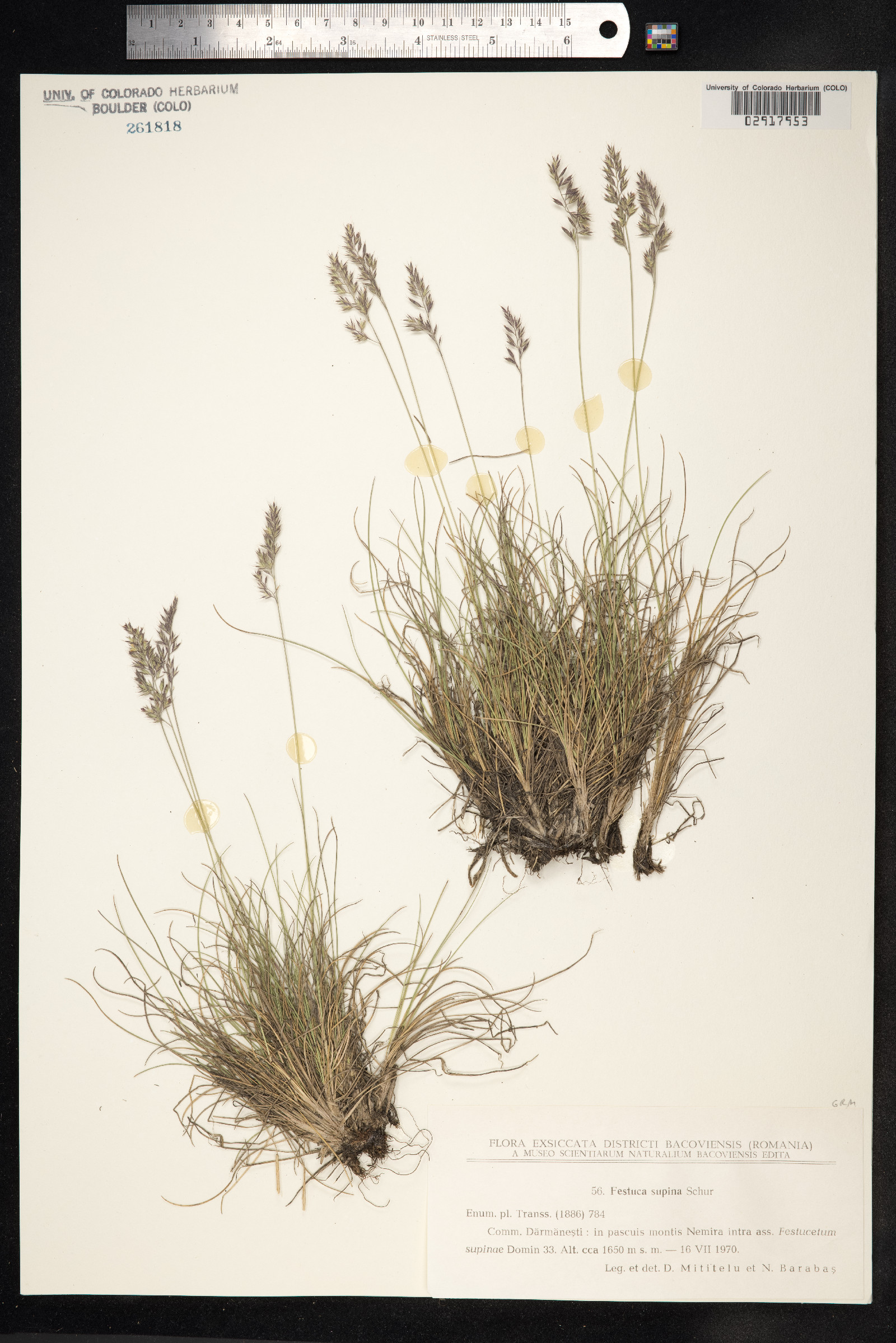 Festuca viviparoidea image