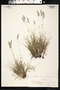 Festuca viviparoidea image