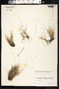 Festuca viviparoidea image