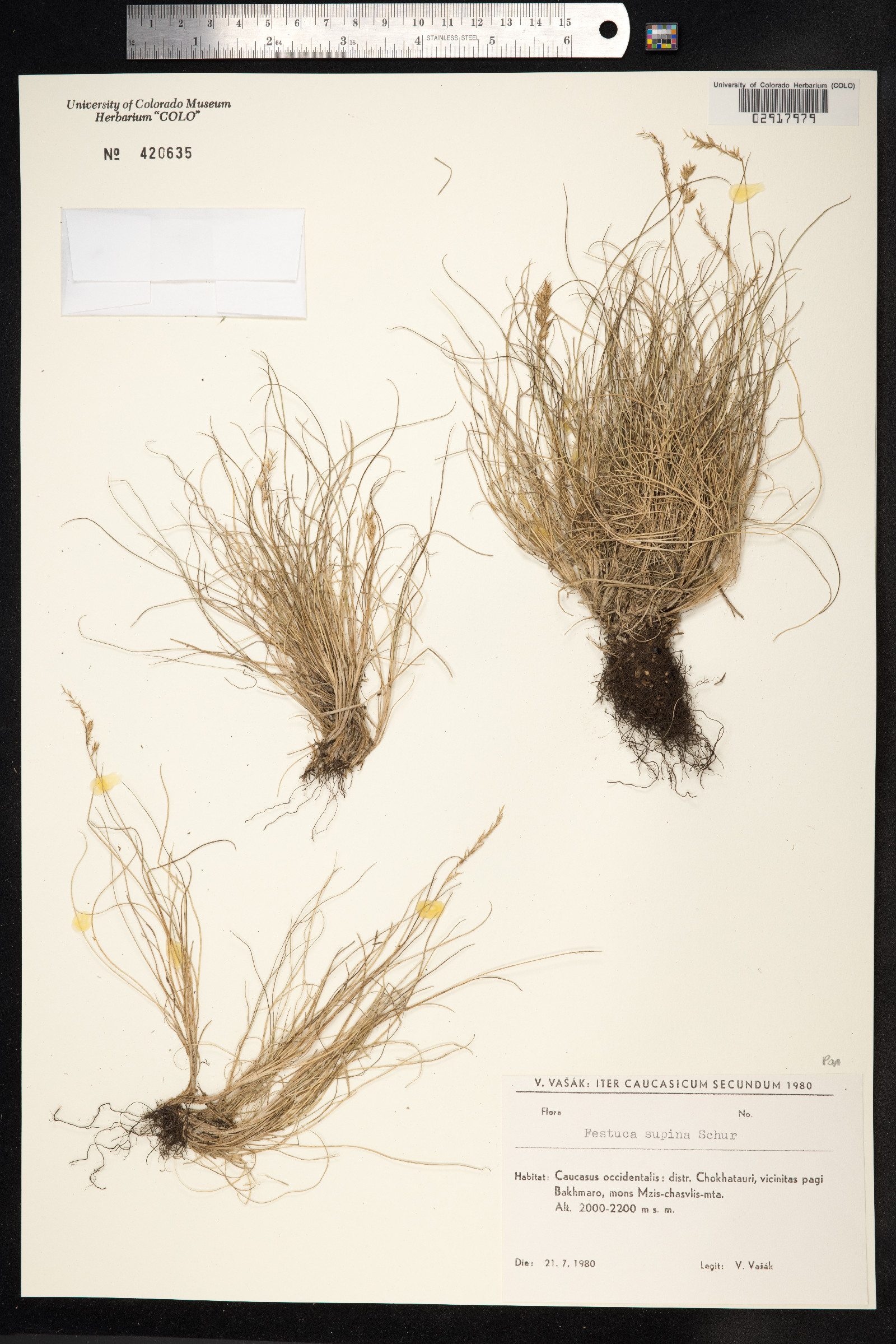 Festuca viviparoidea image