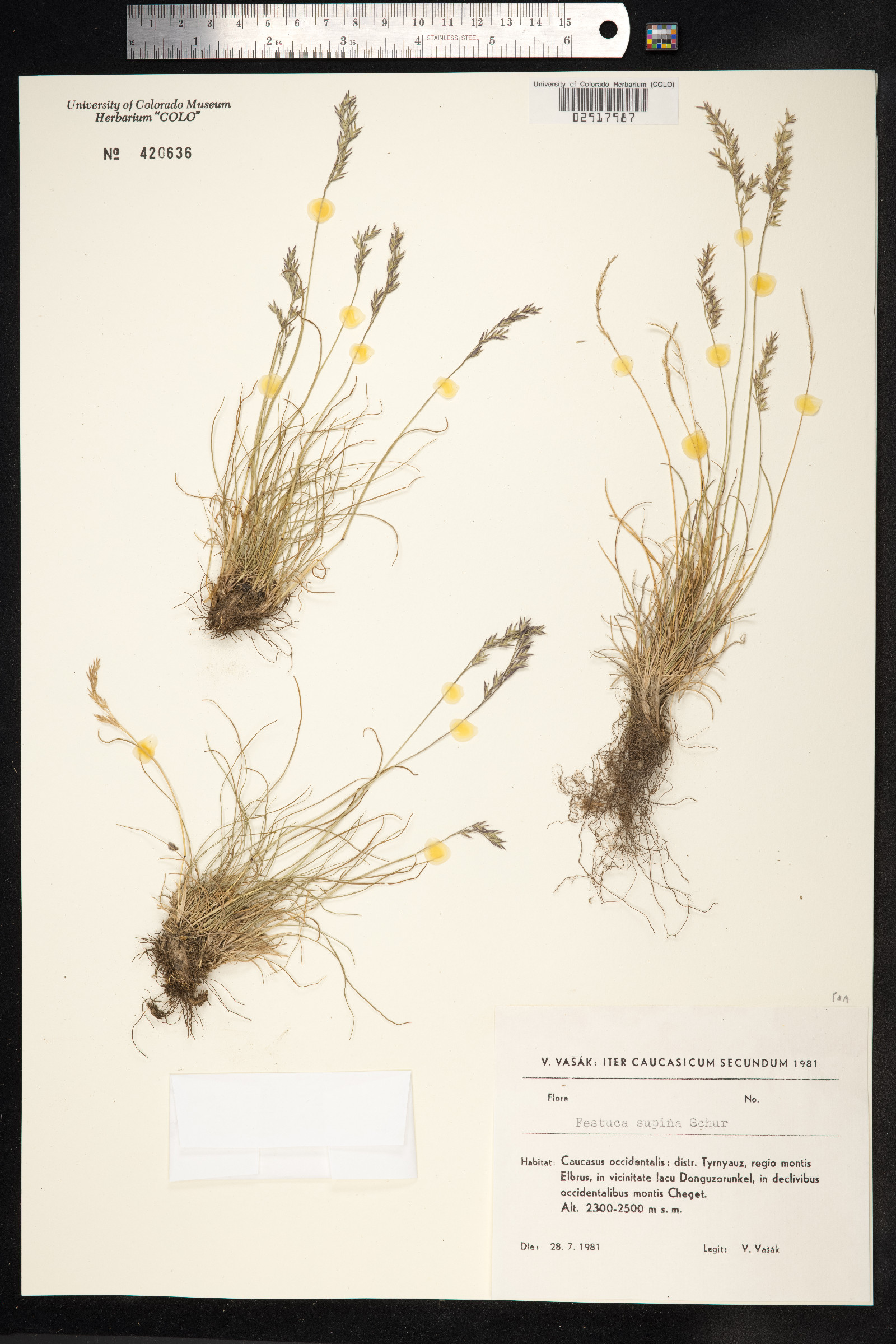 Festuca viviparoidea image