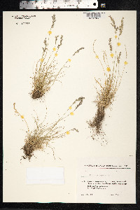 Festuca viviparoidea image