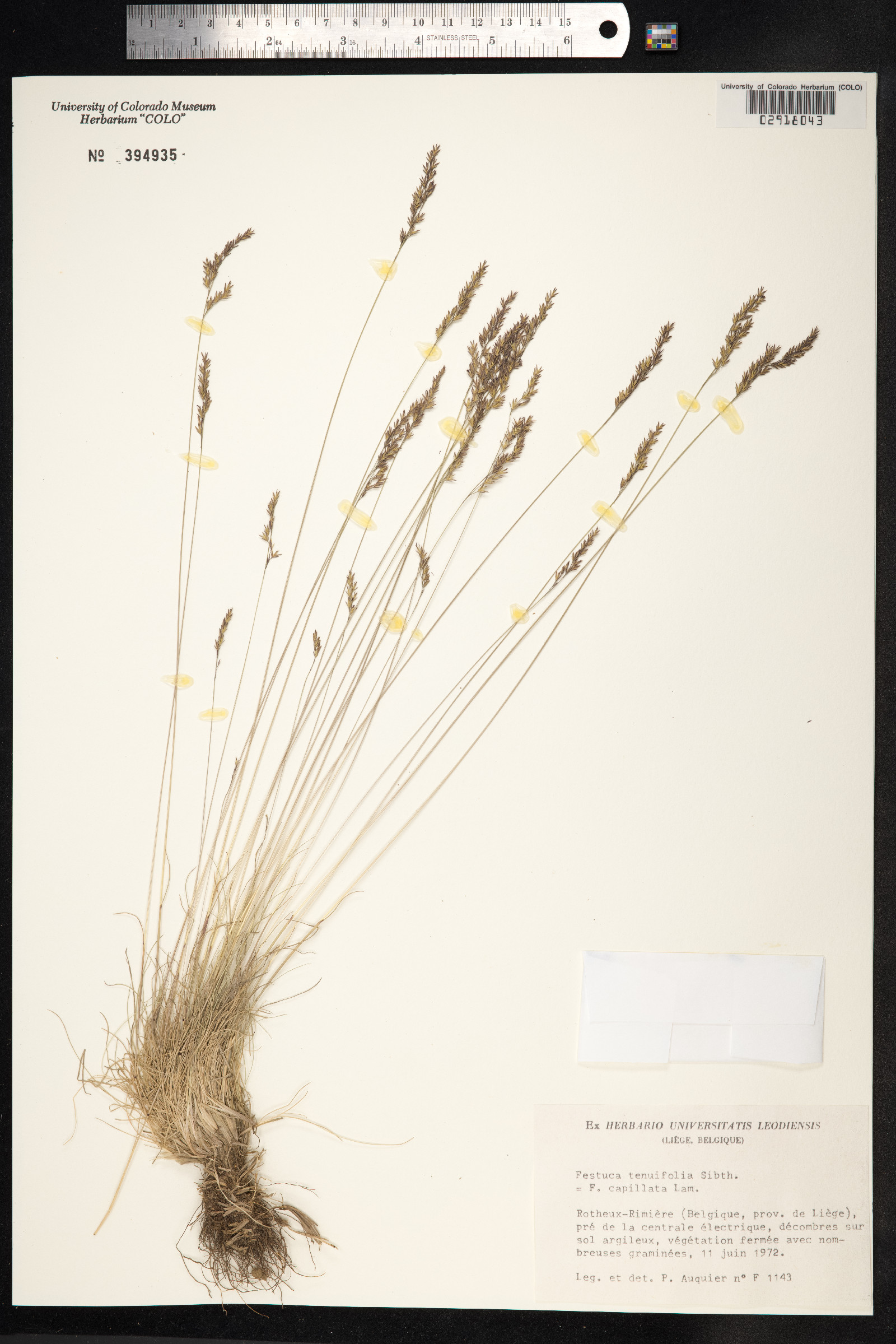 Festuca filiformis image