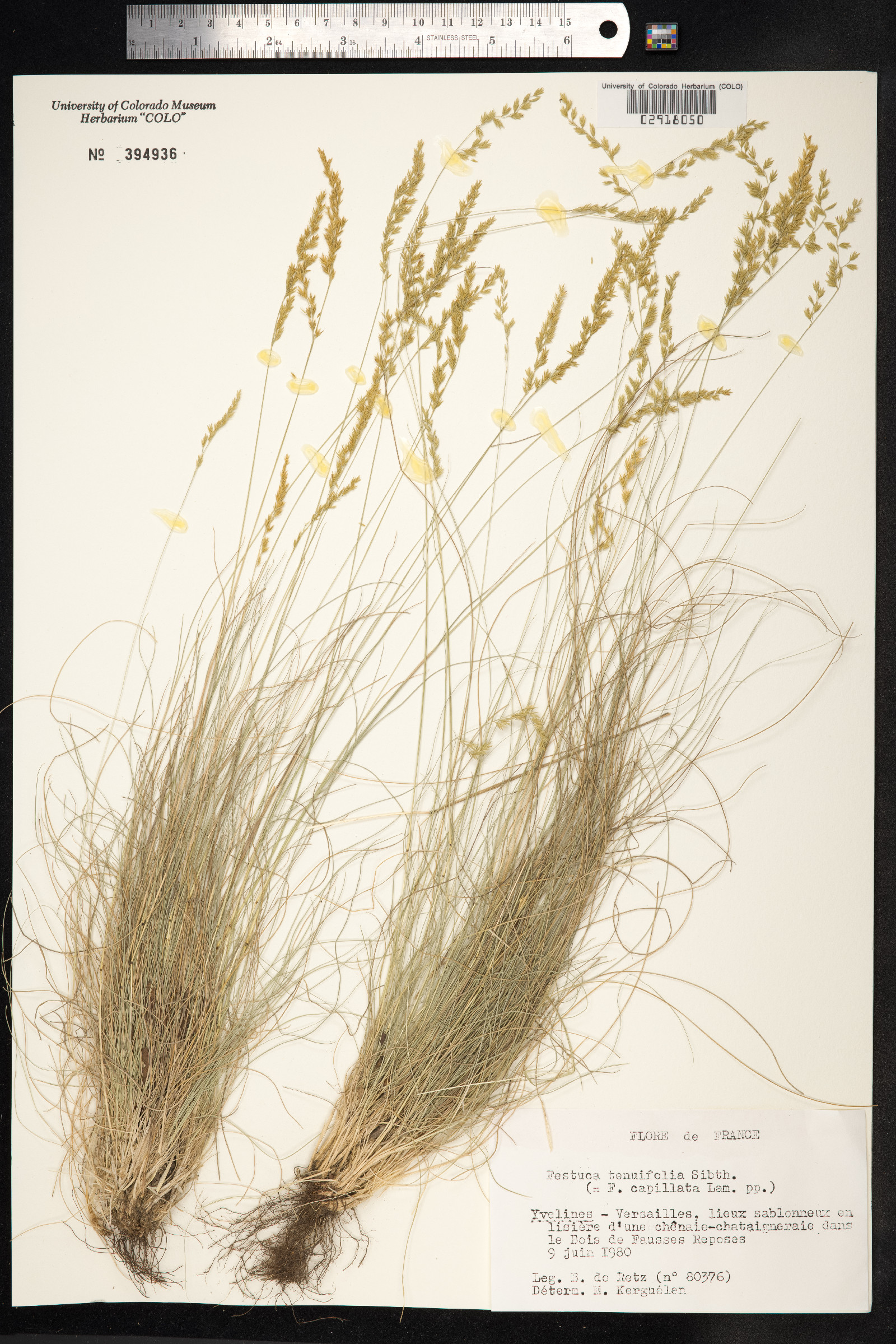 Festuca filiformis image