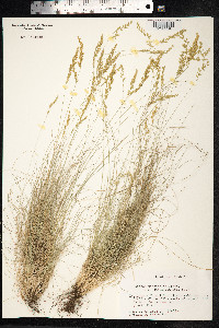 Festuca filiformis image