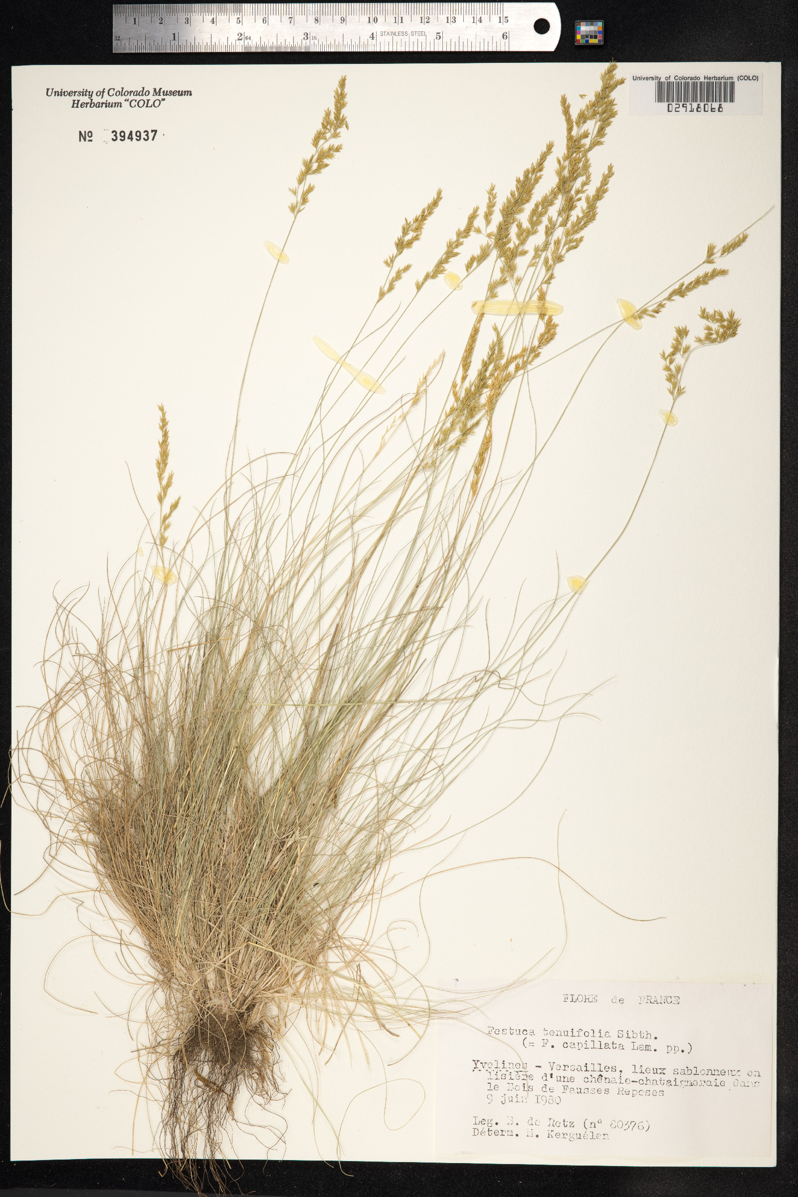 Festuca filiformis image