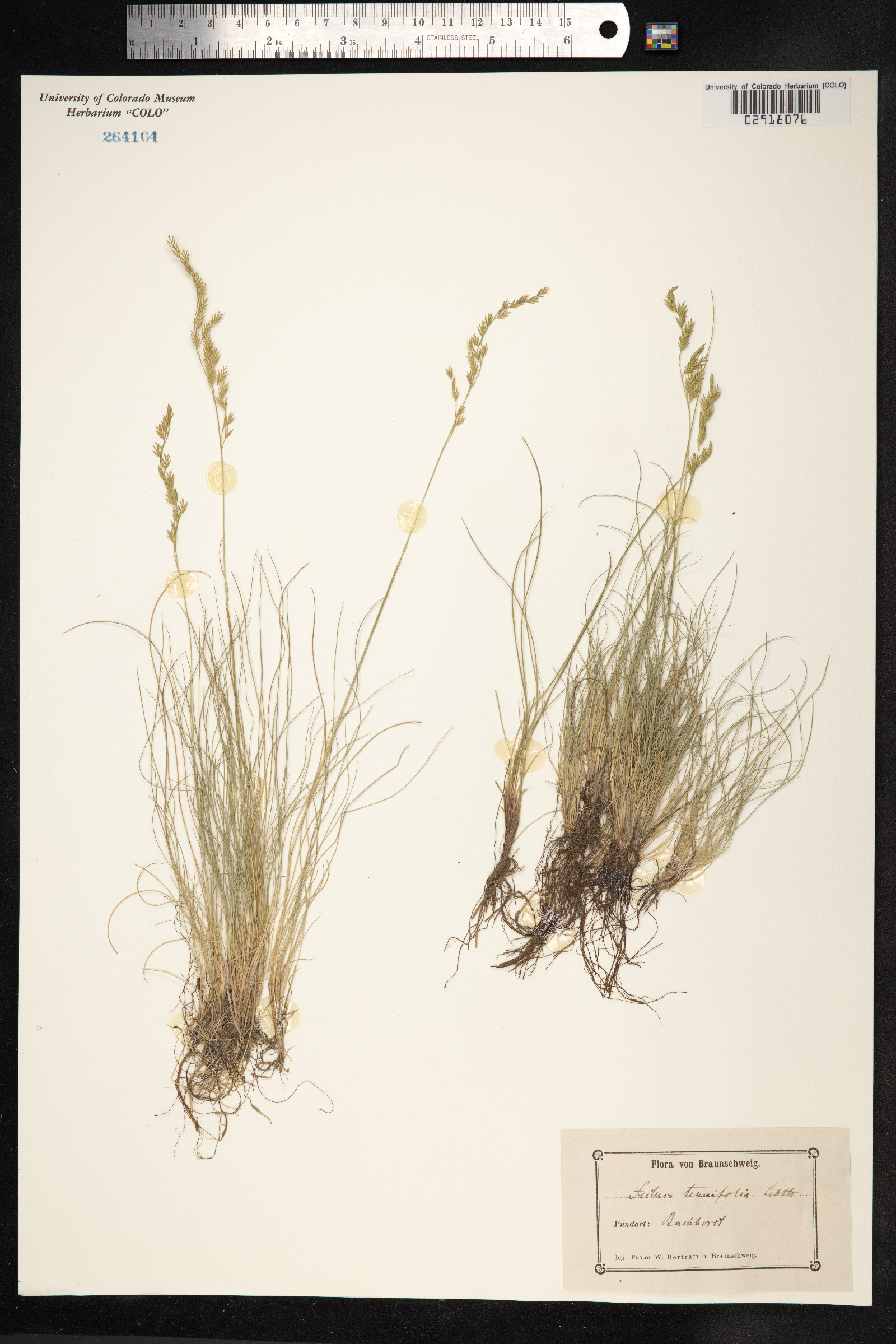 Festuca filiformis image