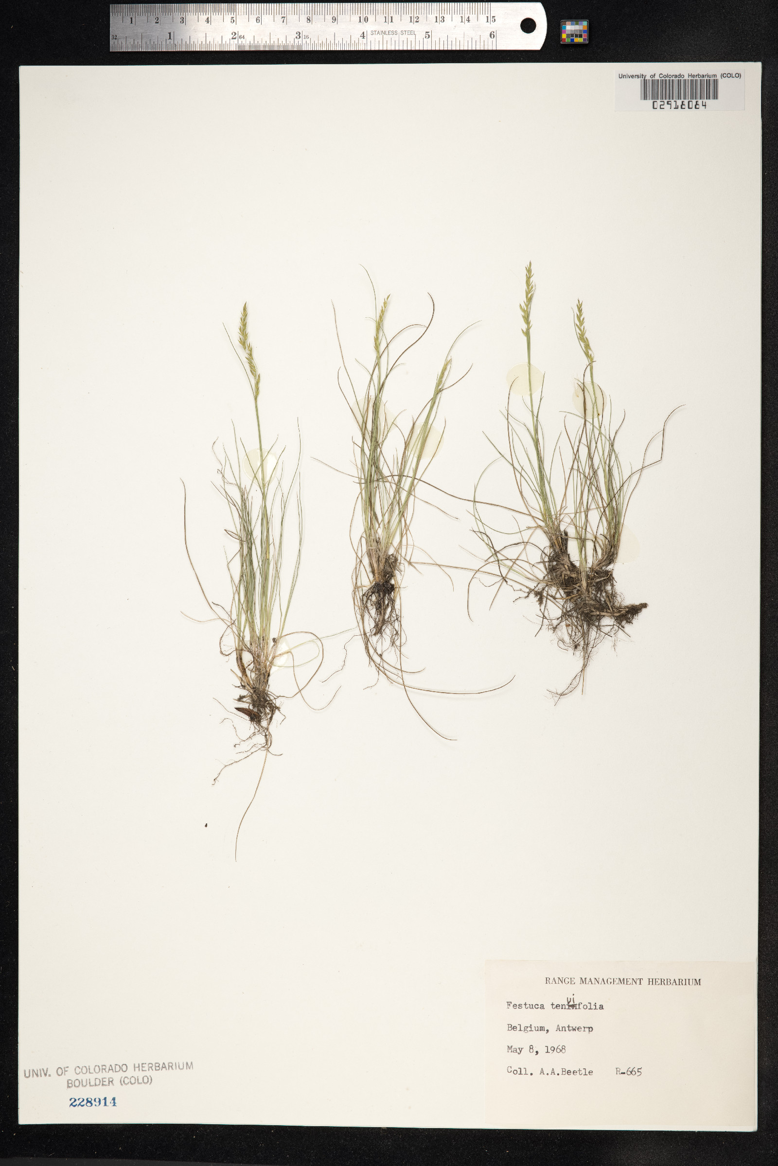 Festuca filiformis image