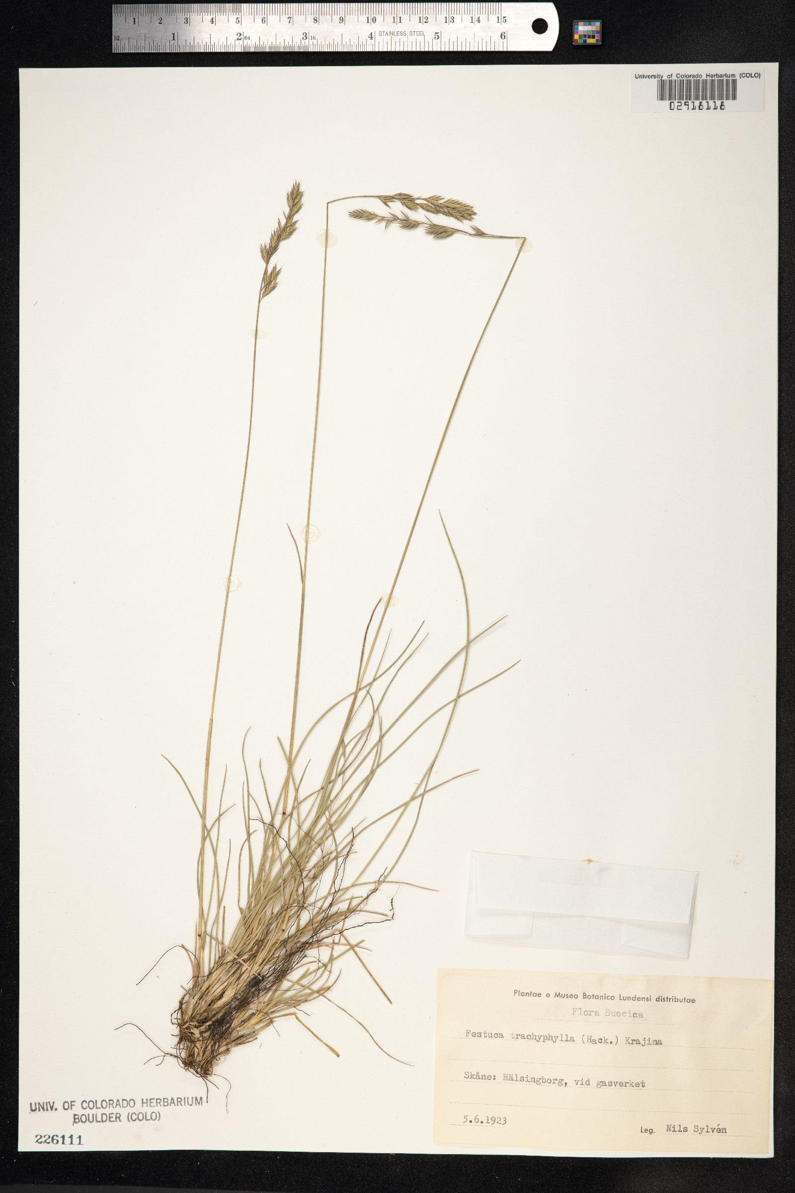Festuca trachyphylla image