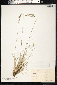 Festuca trachyphylla image