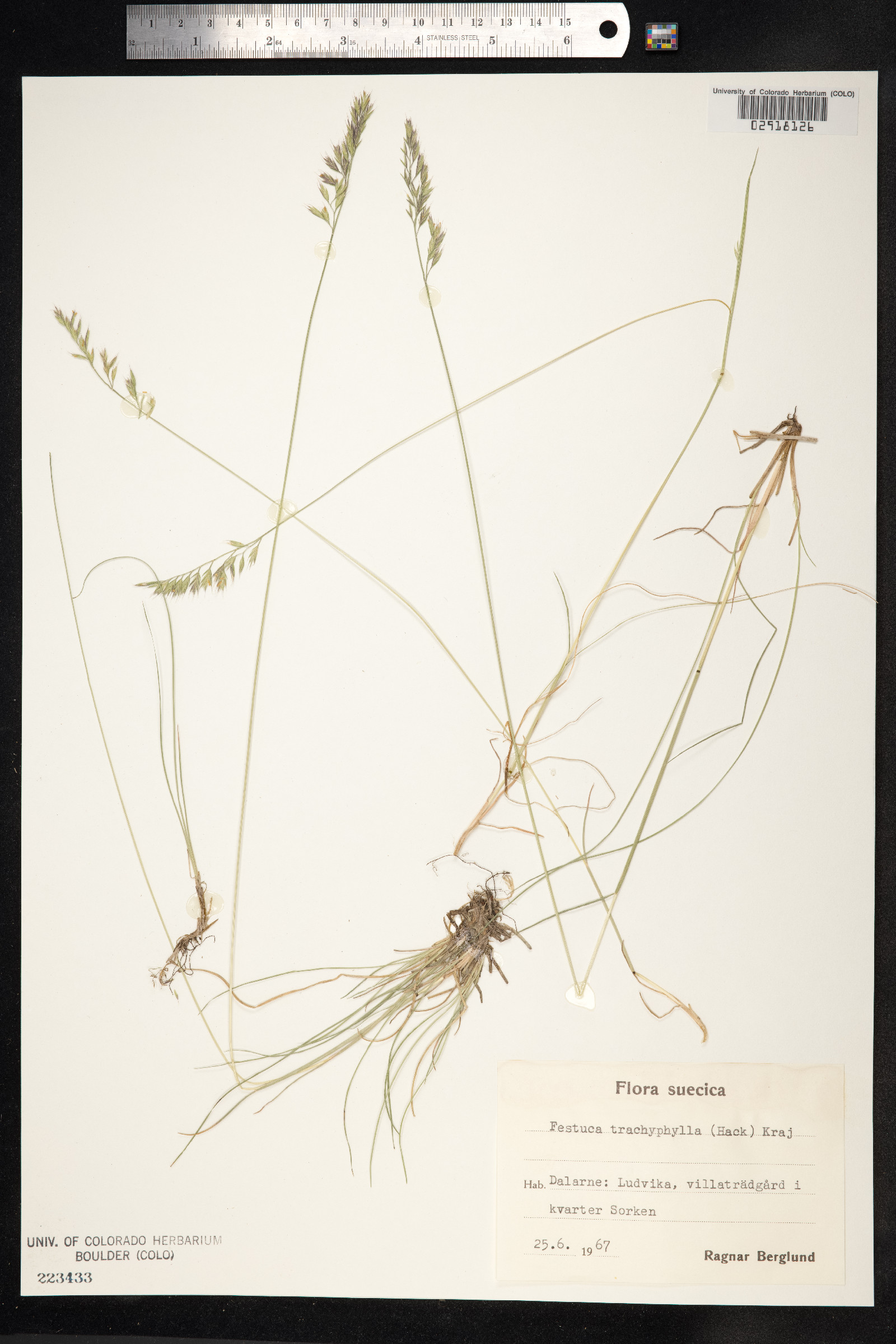 Festuca trachyphylla image