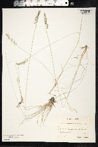 Festuca trachyphylla image