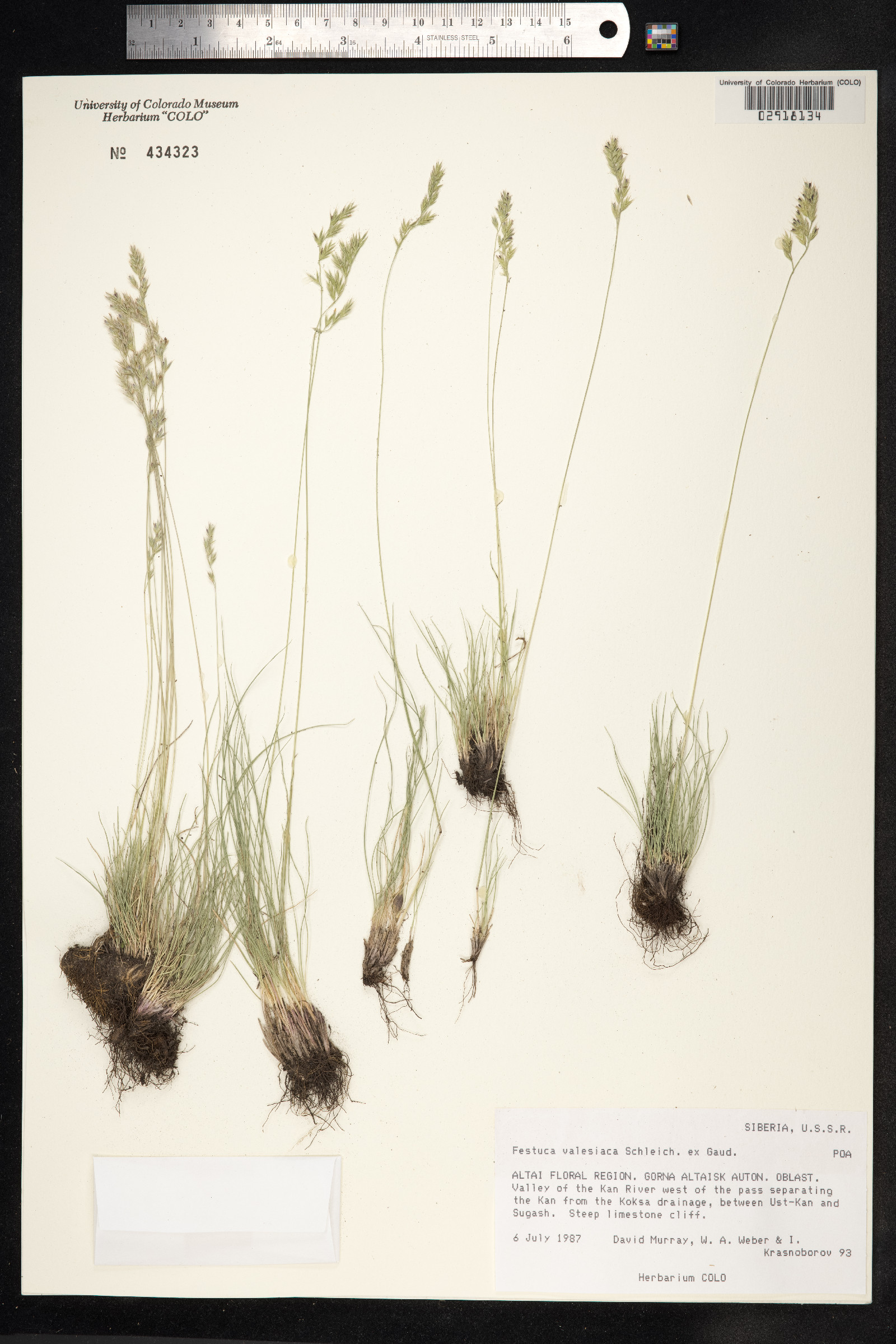 Festuca valesiaca image