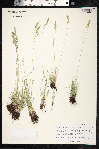 Festuca valesiaca image