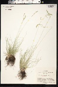 Festuca valesiaca image