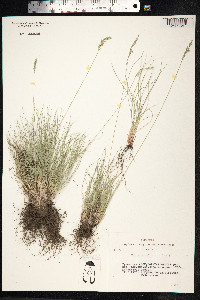 Festuca valesiaca image