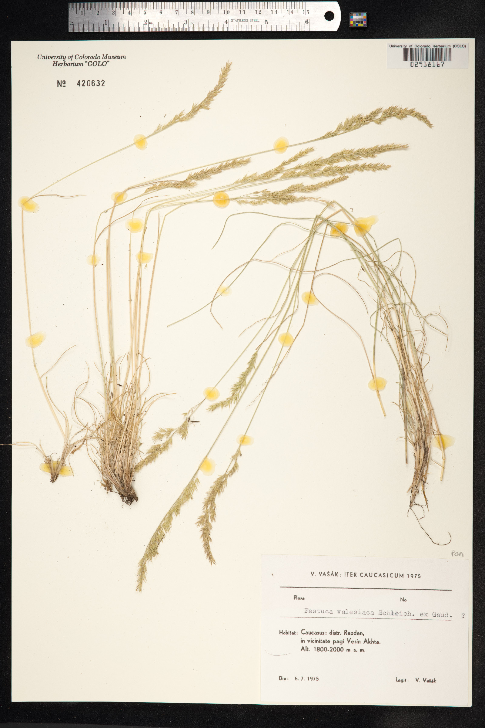 Festuca valesiaca image