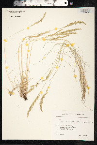 Festuca valesiaca image