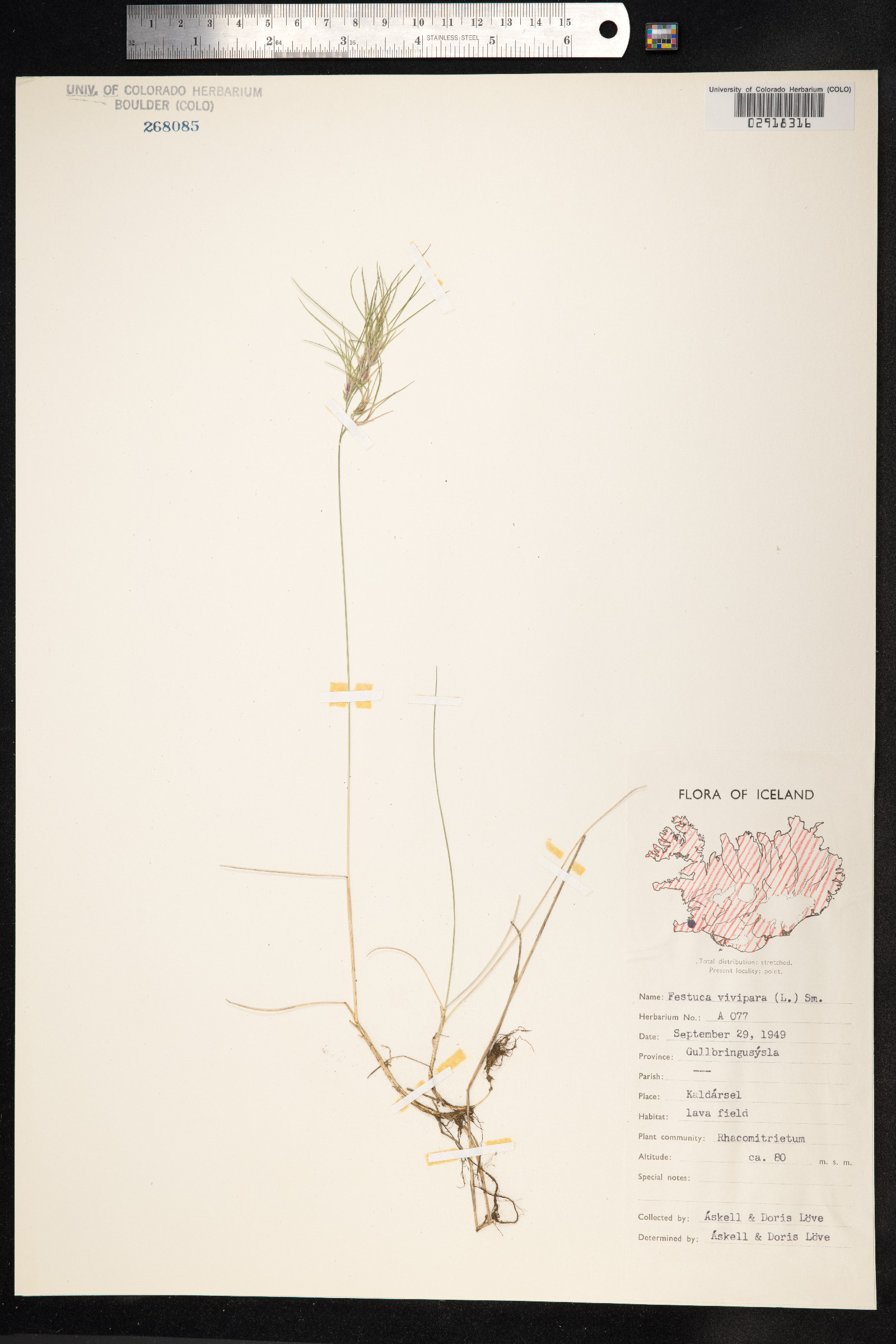 Festuca vivipara image