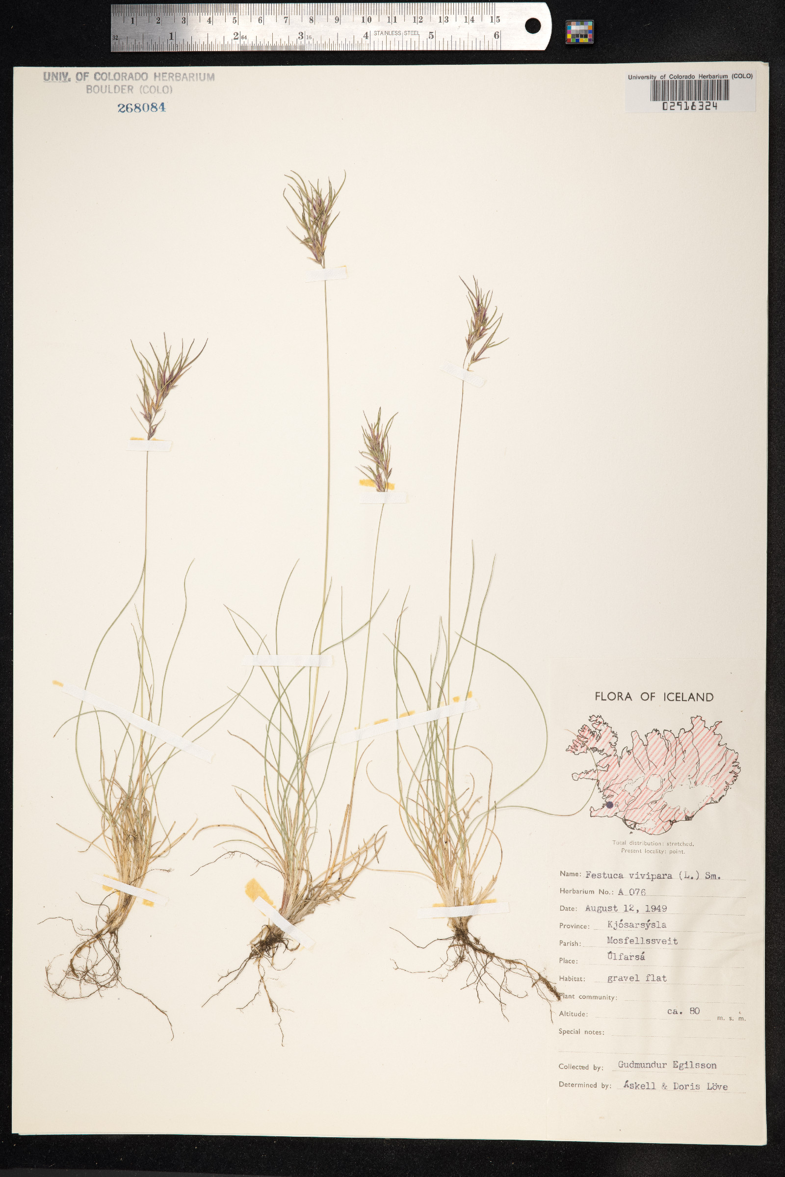 Festuca vivipara image