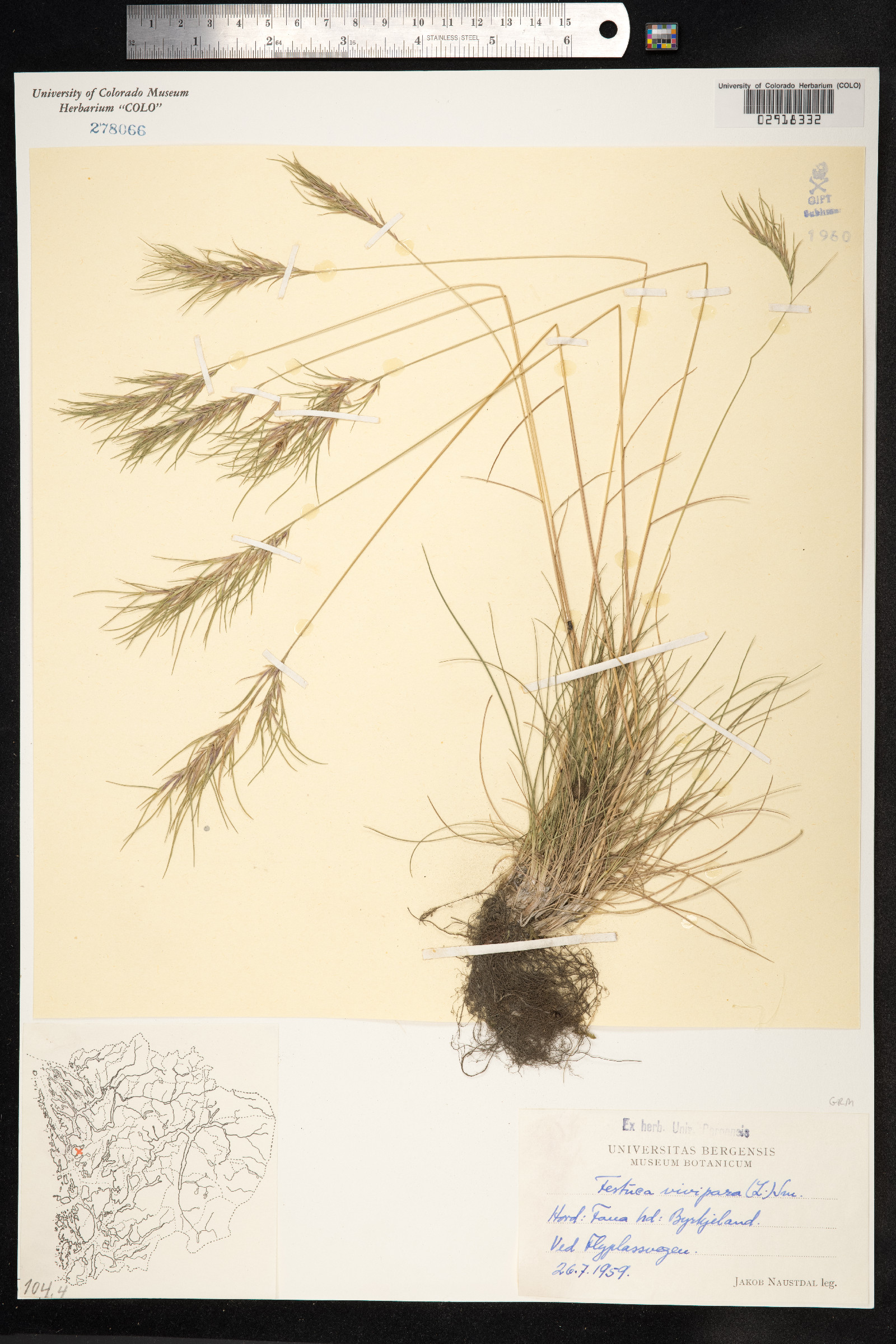 Festuca vivipara image