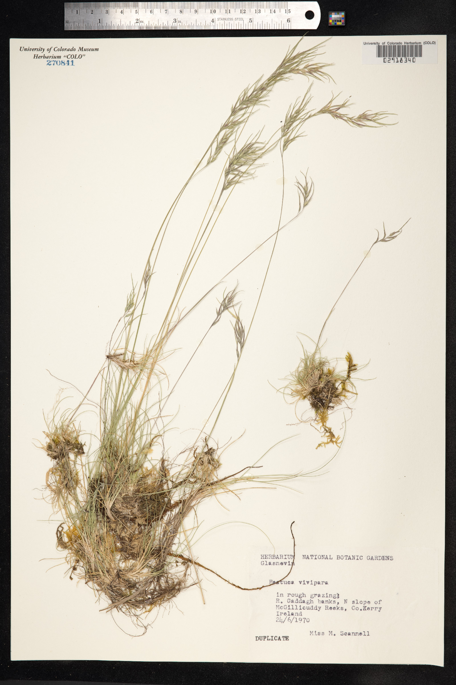 Festuca vivipara image