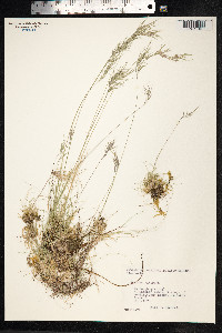 Festuca vivipara image