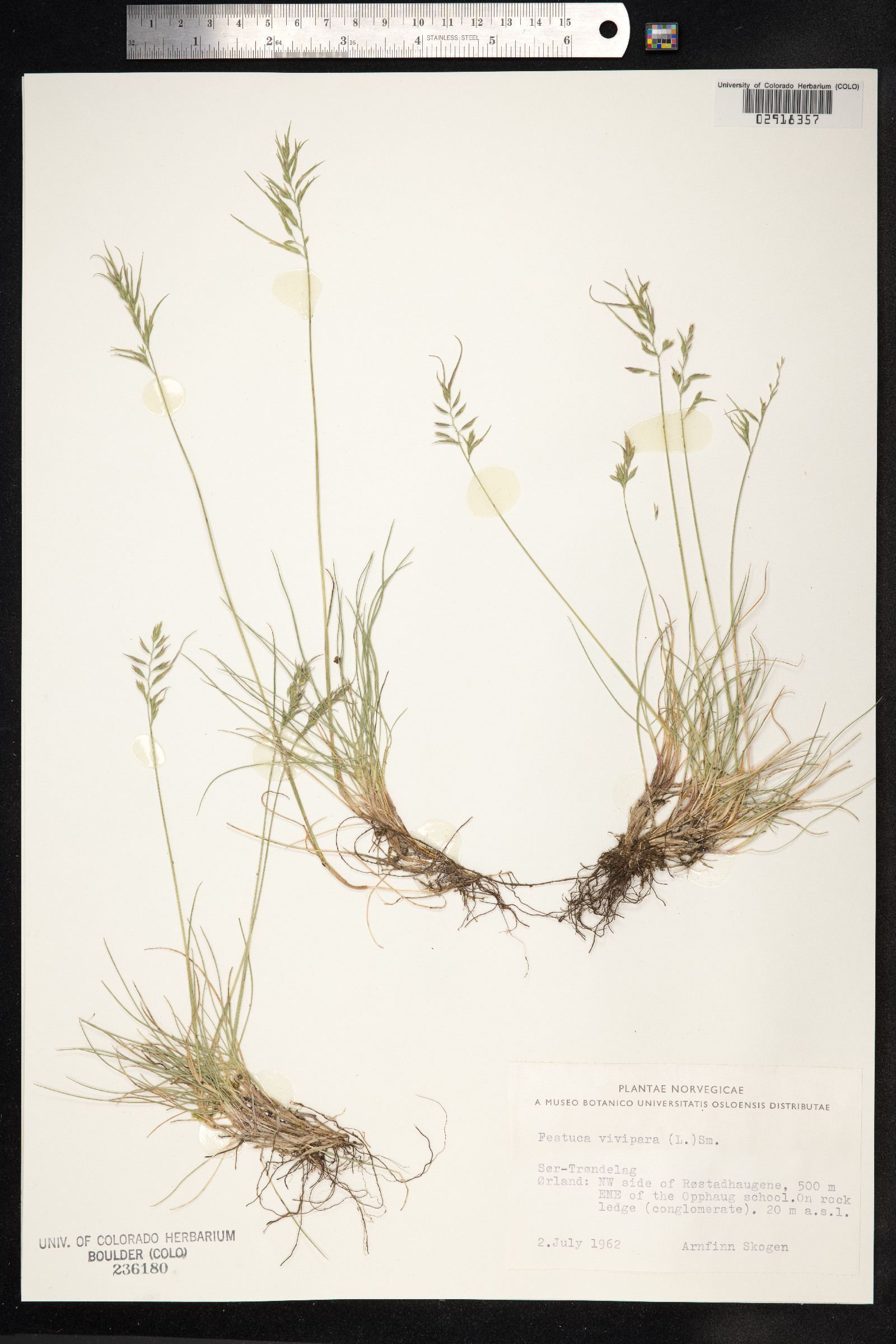 Festuca vivipara image