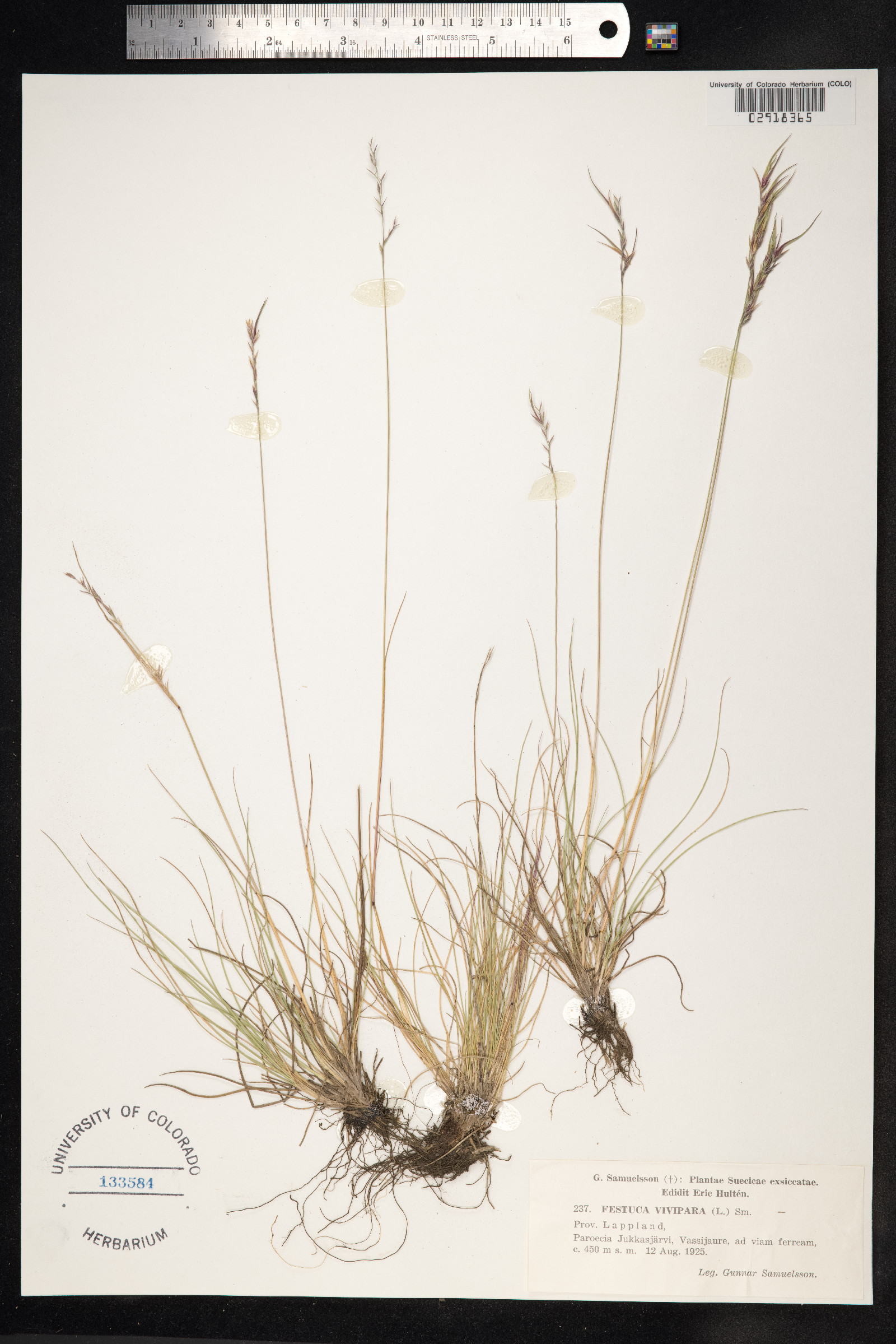 Festuca vivipara image