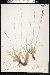 Festuca vivipara image