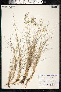 Festuca amethystina image