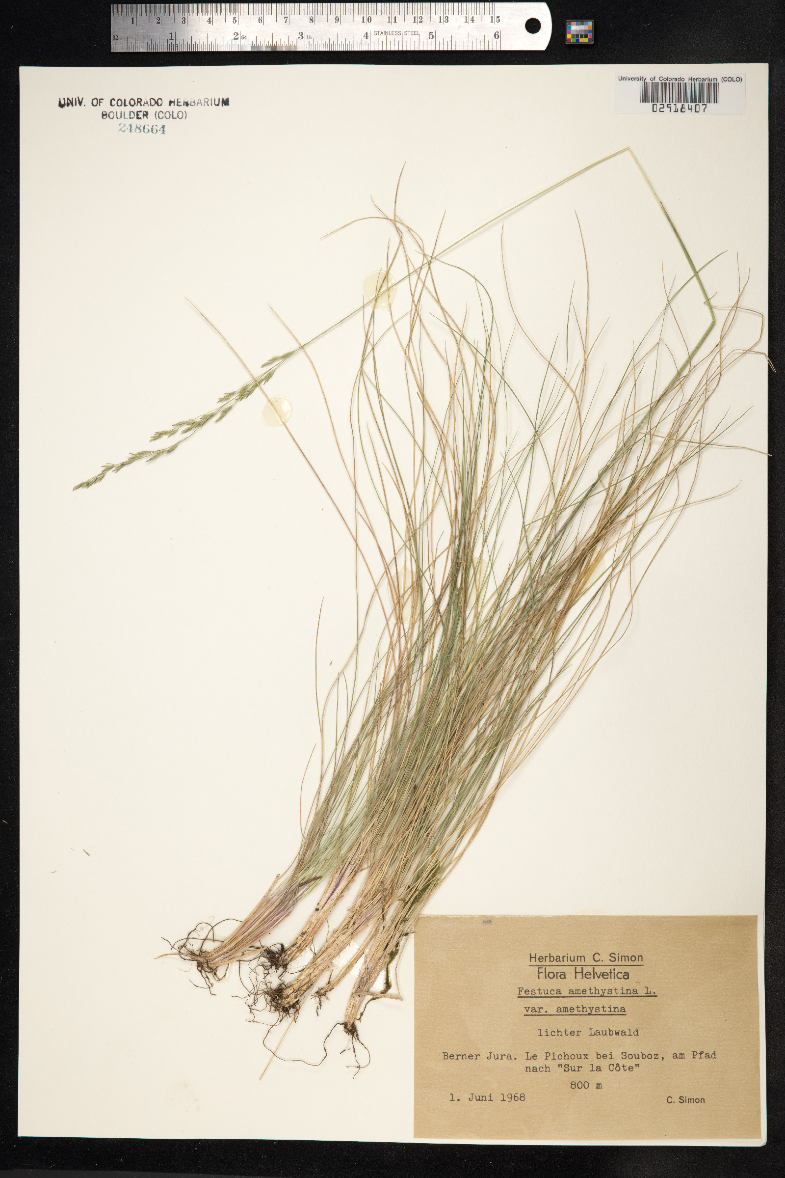 Festuca amethystina image